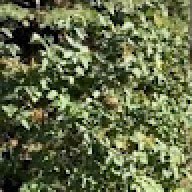 haleluca1